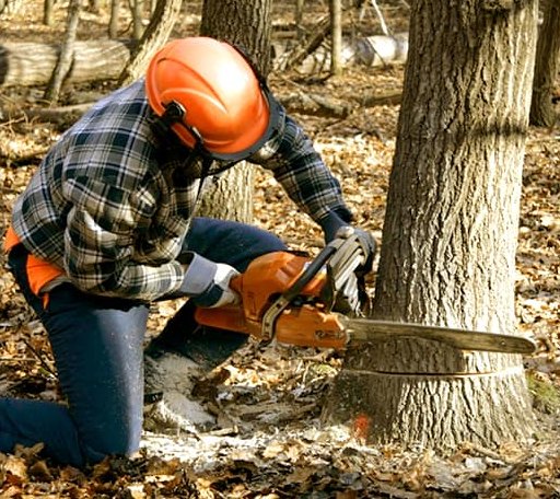 Tree Removal in Lowell, MI
